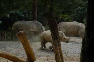WHITE-RHINOCEROS (10)